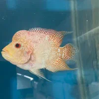 ماده فلاور گلدا