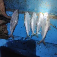 سلام ماهی صبور موجود هست