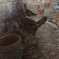 فروش مرغ محلی و لاری