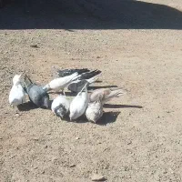 فروش ده عدذ کفتر پرشی|پرنده|ریگان, |دیوار