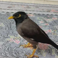 مرغ مینا معاوضه با جفت قناری