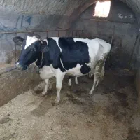 گاو گوساله