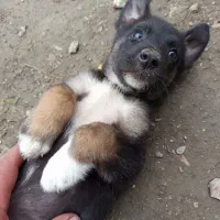 سگ مالینویز|سگ|بهشهر, |دیوار