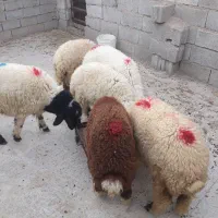 سلام ۶عدد بره ماده برزگ قمیت جفت ۳۵۰