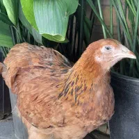 نیمچه برهما بوف