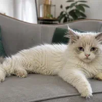 گربه رگدال نر