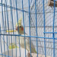 جفت عروس|پرنده|رشت, فلسطین|دیوار