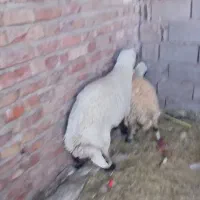سلام یک بره نر