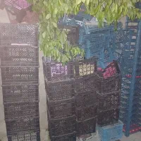 تعداد ۱۵۰سبد تمیز بدون شکستگی دونه ۲۵