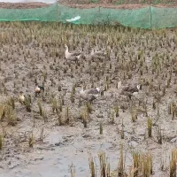 قو غاز اصیل|حیوانات مزرعه|رشت, لاکان|دیوار