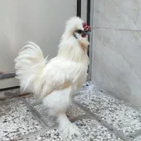 خروس ابریشمی