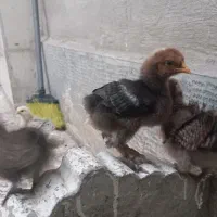 جوجه خانگی