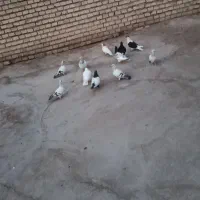 کبوتر