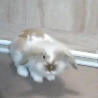 خرگوشم گم شده