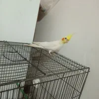 عروس هلندی سخنگو|پرنده|چهاربرج, |دیوار