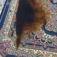 فرش شش متری وکناره|فرش|کرمانشاه, |دیوار