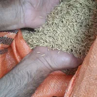 تخم جوی هاشمی کیلویی ۳۰۰ تومن