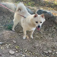 پامر روبایی