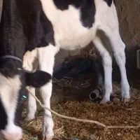 گاو خارجی با گوساله یک ساله برای فروش|حیوانات مزرعه|چمران, |دیوار