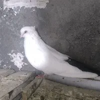دم سیاه ماده قطعه دار