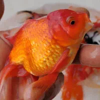 شریمپ لابستر کوی گلدفیش قرمز کوریدوراس پلاتی