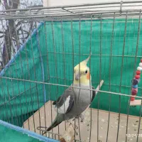 عروس هلندی نر بالغ با قفس