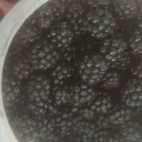 تمشک
