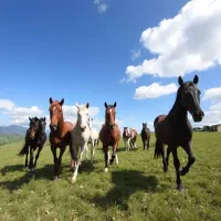 دستگاه بازی