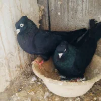 کبوتر سیاه آبادان اصیل جفت ابلاغ یا شازده ترکیه