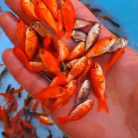 ۲۰۰ عدد ماهی قرمز