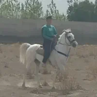 اسب کرد|اسب و تجهیزات اسب‌سواری|تهران, فلسطین (میدان انقلاب)|دیوار