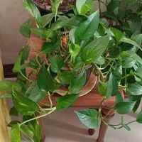 گل پتوس|گل و گیاه طبیعی|سرپل ذهاب, |دیوار