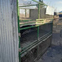 جوتگاه پرنده