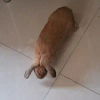 خرگوش لپ نر