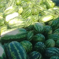 هندوانه بیضی شب یلدا B32|خوردنی و آشامیدنی|میناب, |دیوار