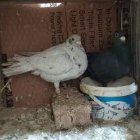 نر ماده ب ضمانت نسل