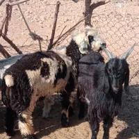 بره و کهره میش بز قوچ نر ماده ام قصابی|حیوانات مزرعه|شیراز, احمدی جنوبی|دیوار