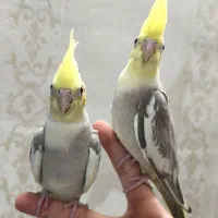 عروس هلندی تازه دونخور فول دستی و رام