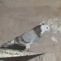 کبوتر گرفتنی شازده قرمز معاوضه با کفتر پلاکی