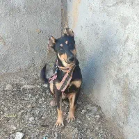 سگ نر دوبرمن