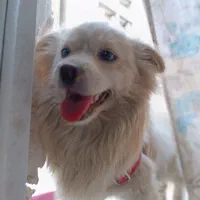 سگ خونگی نژاد شیدزو|سگ|پاکدشت, پاکدشت (مامازند)|دیوار