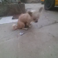 فروش یه عدد سگ خونگی فهمیده|سگ|اهواز, فاز ۲ پادادشهر|دیوار