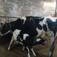 گاوشیری|حیوانات مزرعه|مهربان, |دیوار