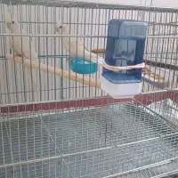 عروس هلندی|پرنده|شهرکرد, |دیوار