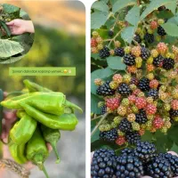راه نجات بی آبی باکودارگانیک فروش واعطای نمایندگی|خدمات باغبانی و درختکاری|تهران, میدان میوه و تره‌بار مرکزی|دیوار