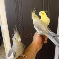 عروس هلندی ماده مست مست|پرنده|اسلامشهر, مطهری|دیوار