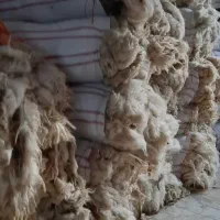 پشم گوسفندی