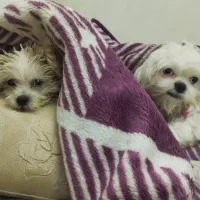 پت (سگ )گمشده|حیوانات|تهران, یاخجی آباد|دیوار