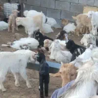 کارگر ساده