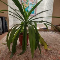 گیاه برگ ذرتی